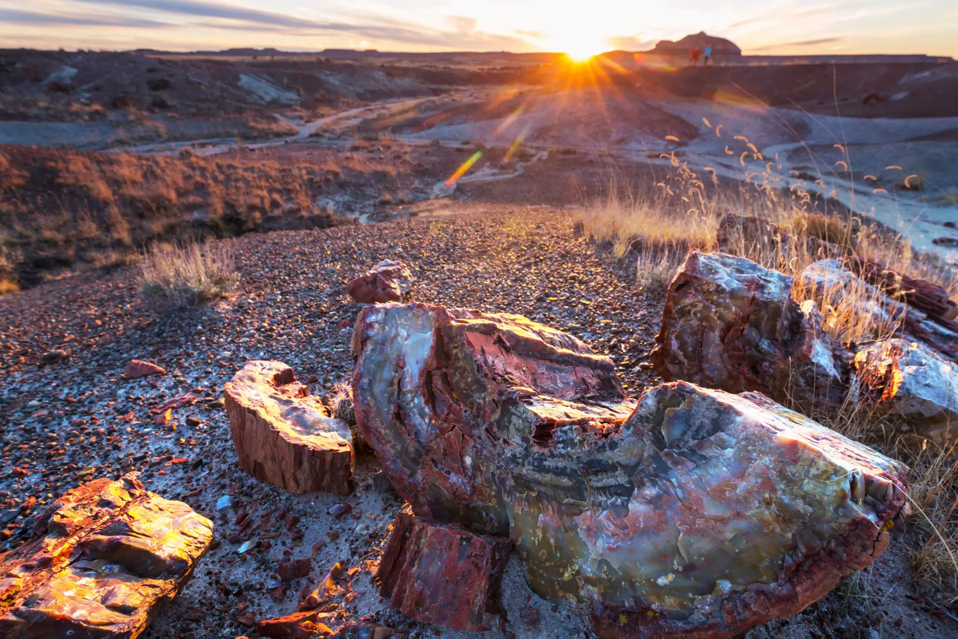 Petrified logs scattered across the desert as the sun rises over the badlands