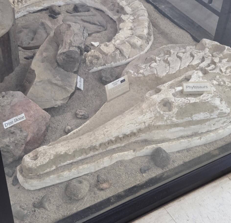 Fossil display case at Jim Gray's