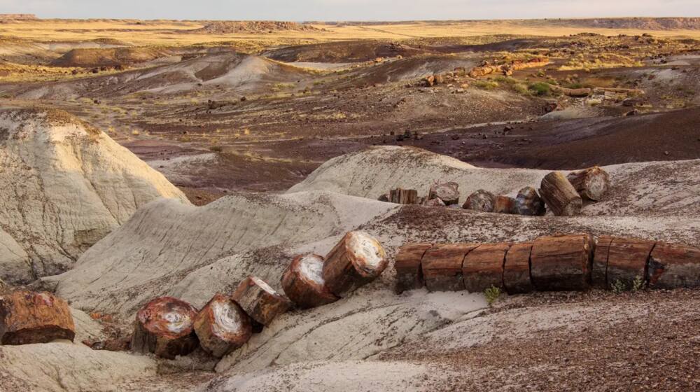 The Petrified Forest badlands