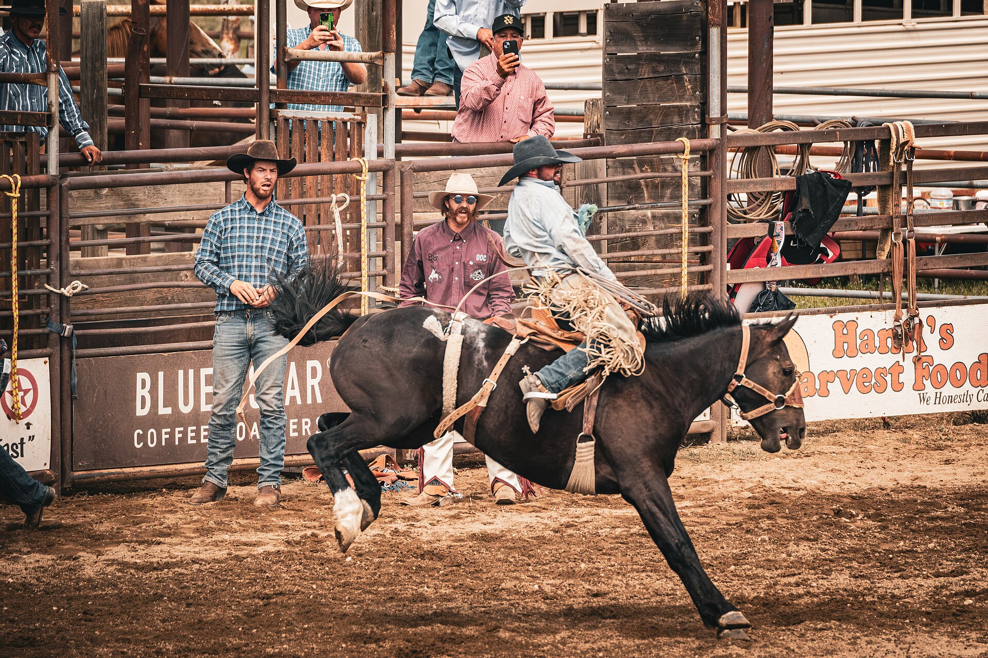 Saddle bronc rider competing at a rodeo