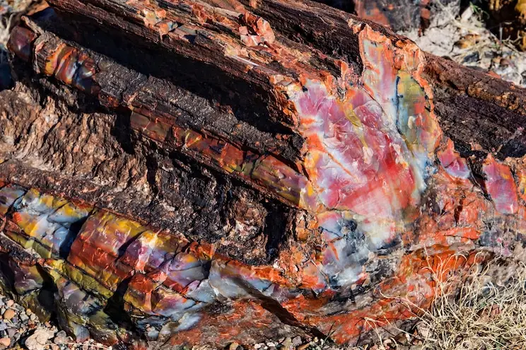 Close up of a petrified log showing bands of red, yellow, purple and white quartz