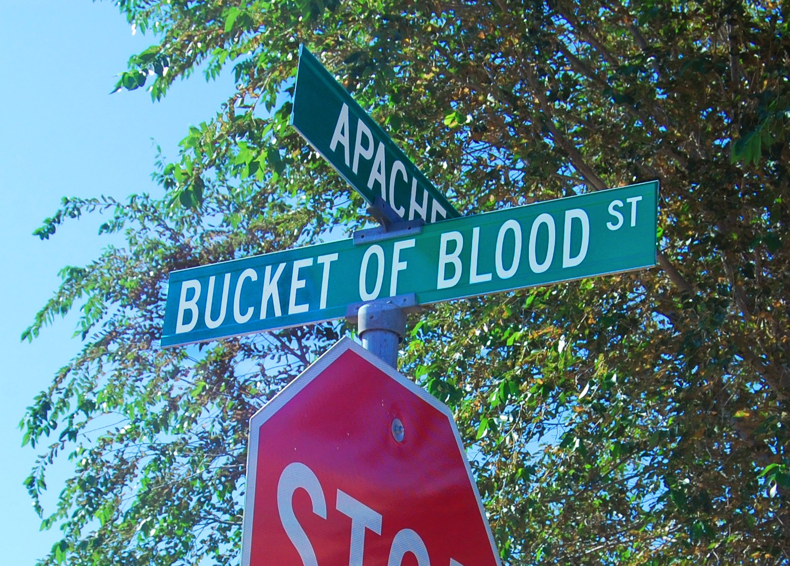 Green Bucket of Blood St street sign above a stop sign, framed by cottonwood leaves