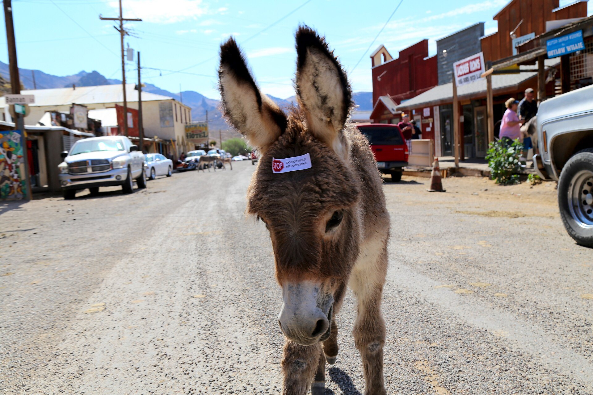 Young wild burro with a sticker on its forehead standing on the main street in Oatman