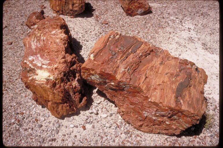 Colorful petrified logs lying on the desert floor at Petrified Forest National Park